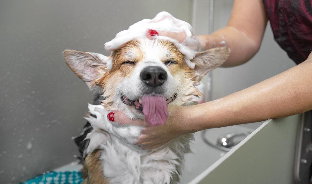 groomer washing a corgi